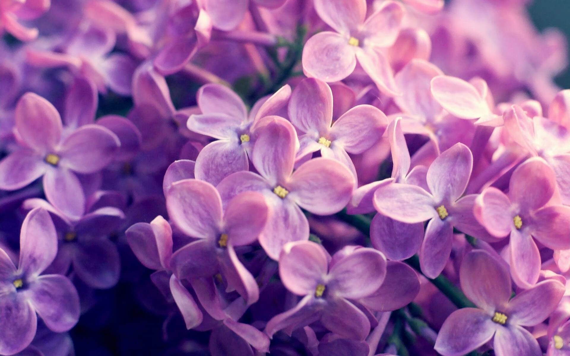 窒息攻防！雷霆末节19-5攻击波锁定胜局，霍勒迪变身冷面杀手